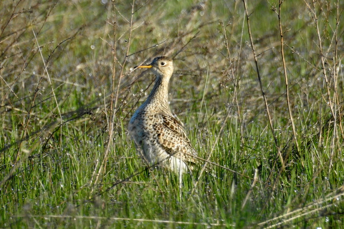 Upland Sandpiper - ML570402461