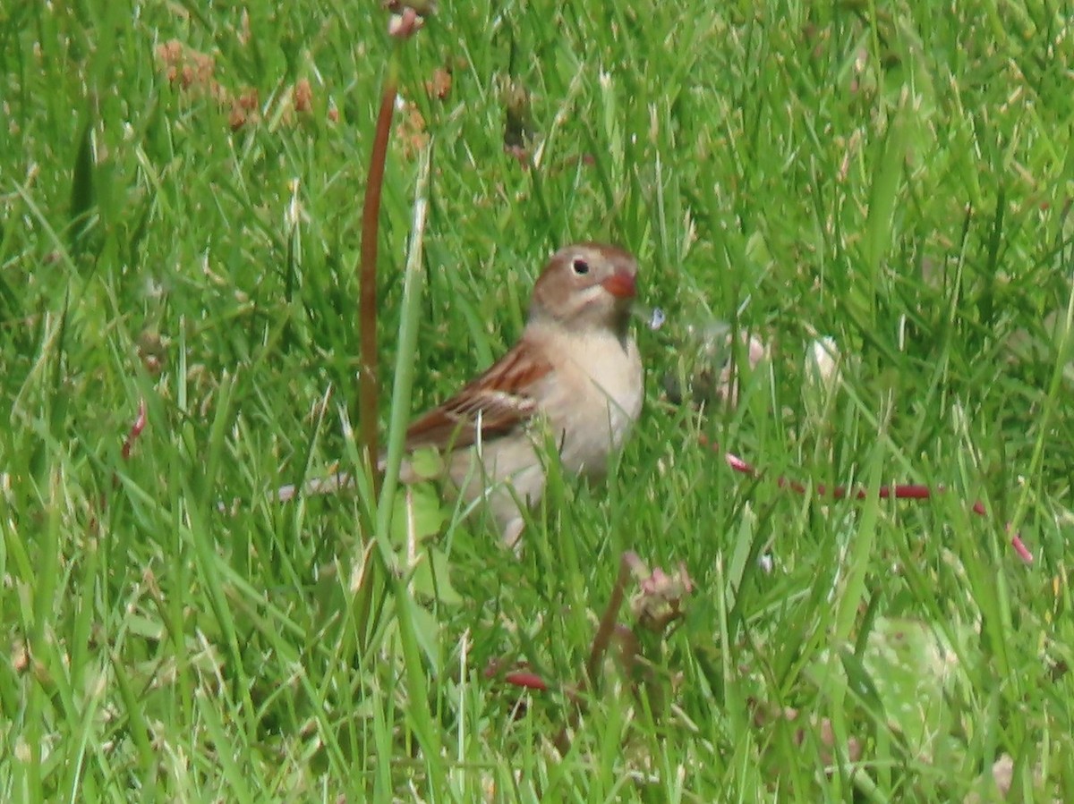Field Sparrow - ML570403341