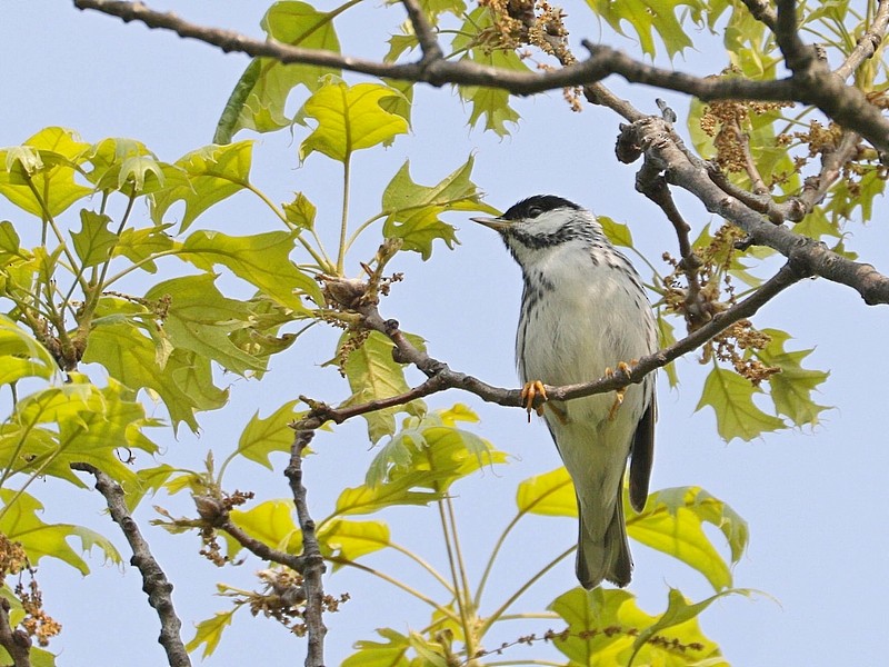 Blackpoll Warbler - ML570403651