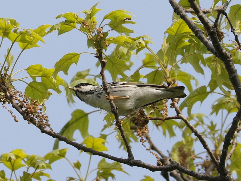 Blackpoll Warbler - ML570403661