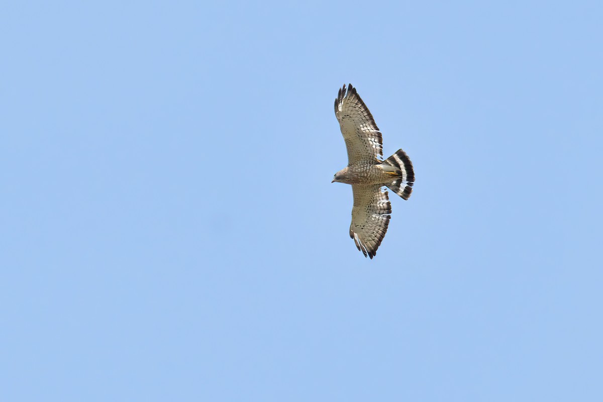 Broad-winged Hawk - ML570403941
