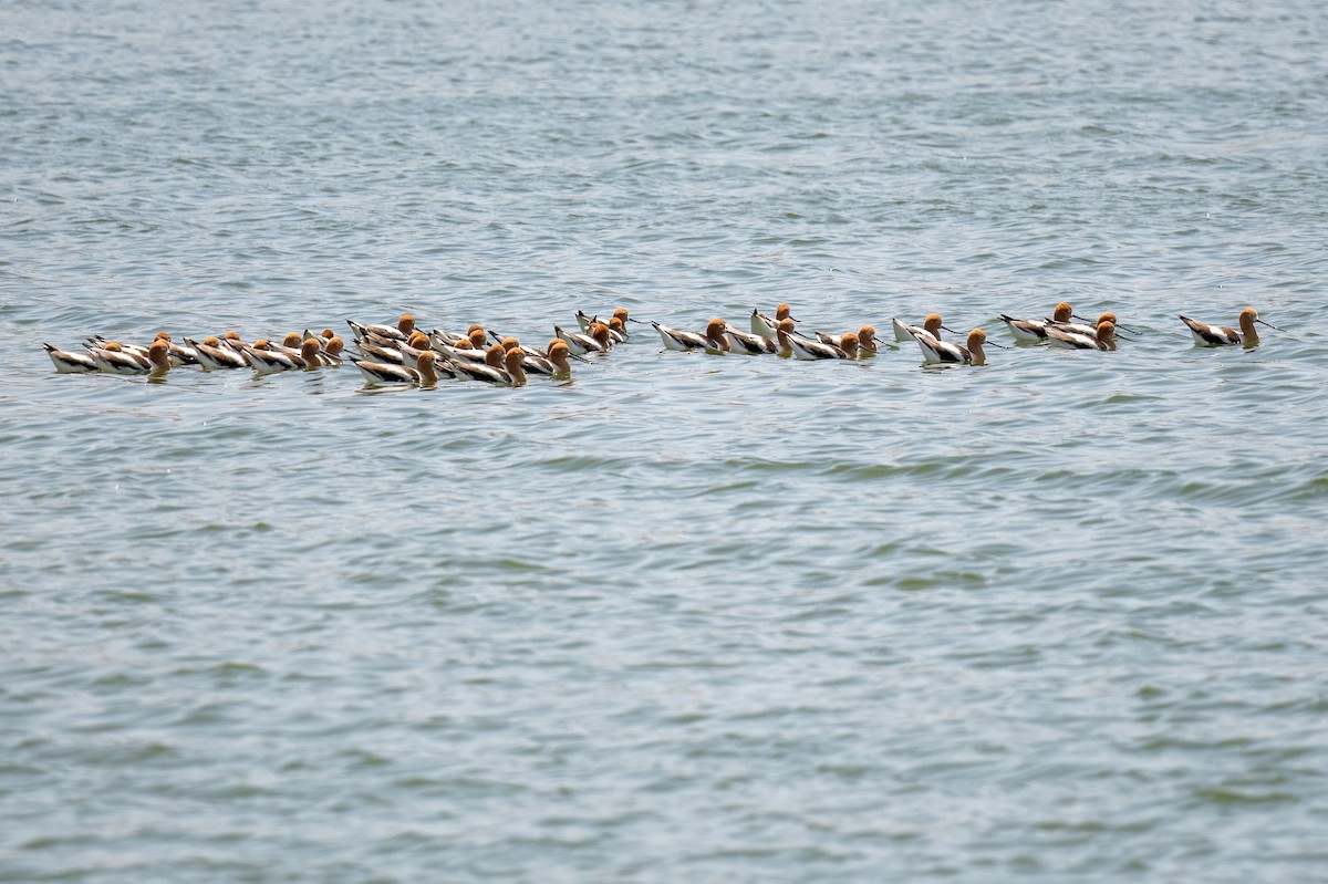 Avocette d'Amérique - ML570404321