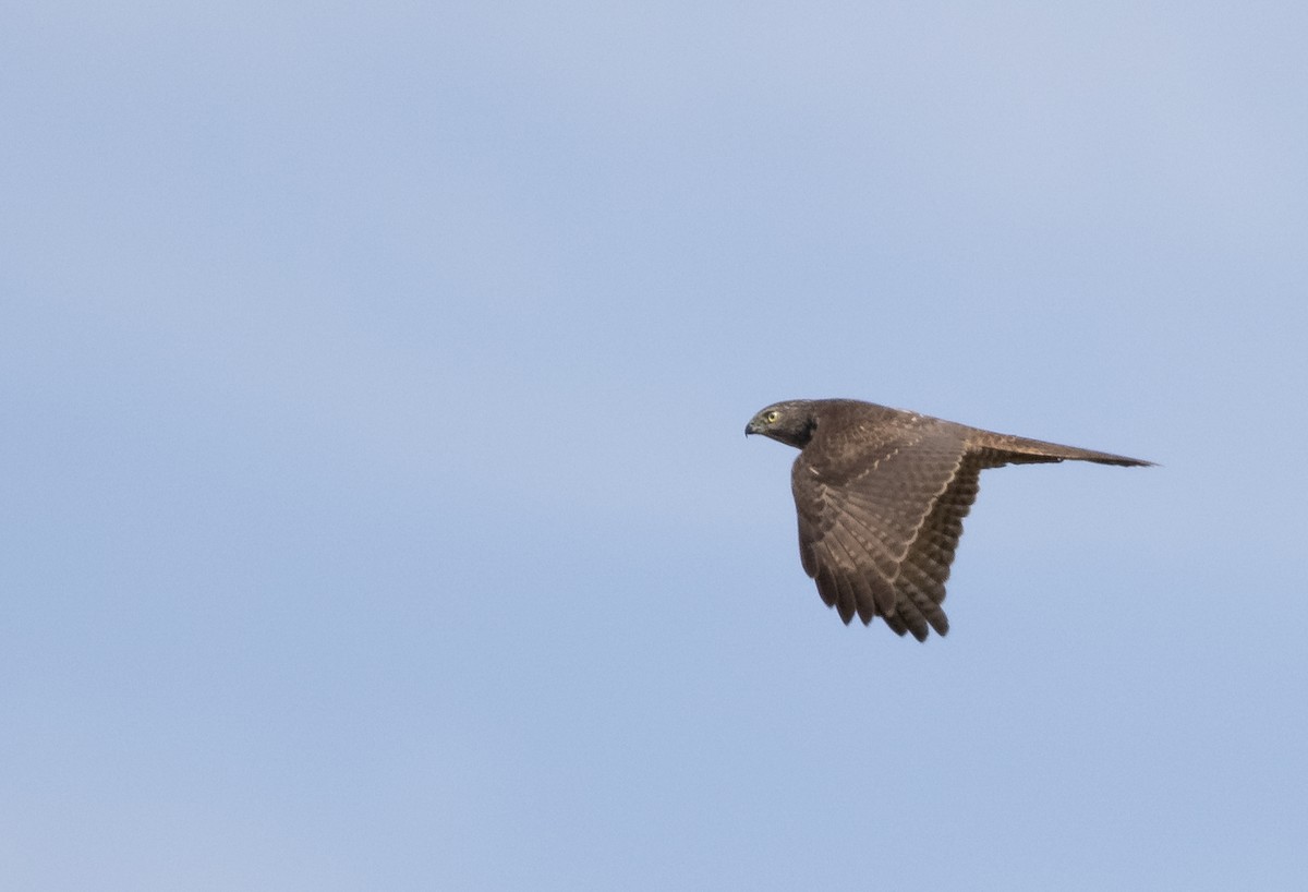 Brown Goshawk - ML570404811