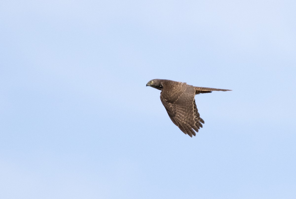 Brown Goshawk - ML570404821