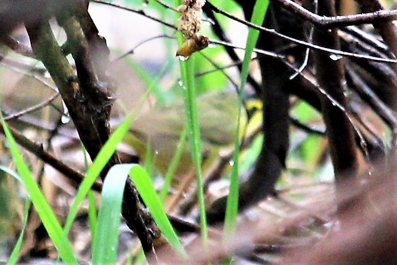 Kentucky Warbler - Caleb Alons