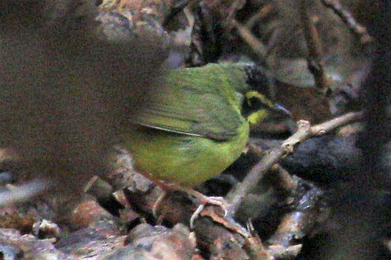 Kentucky Warbler - ML570406351