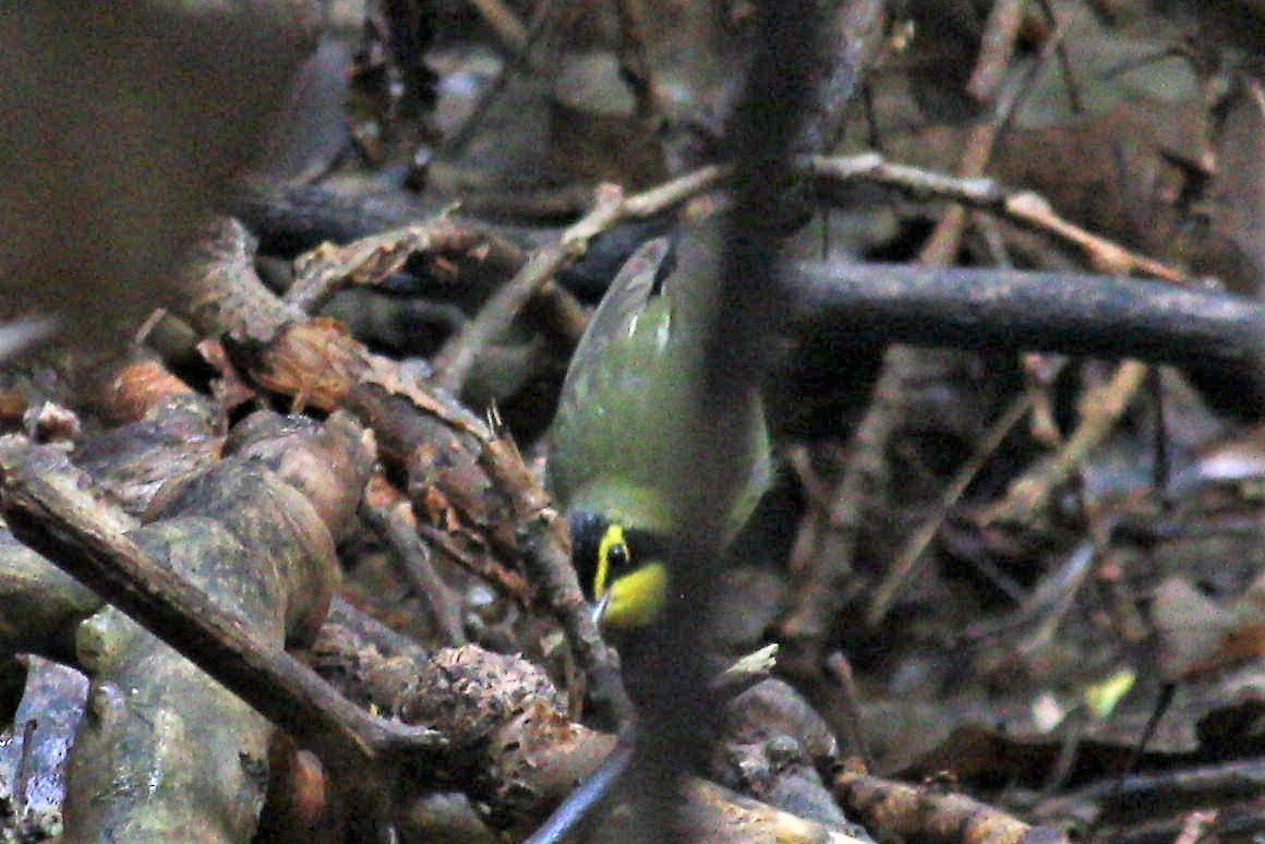Kentucky Warbler - ML570406361