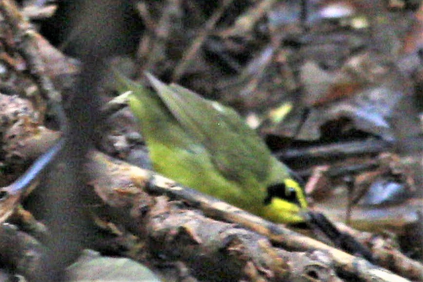 Kentucky Warbler - ML570406371
