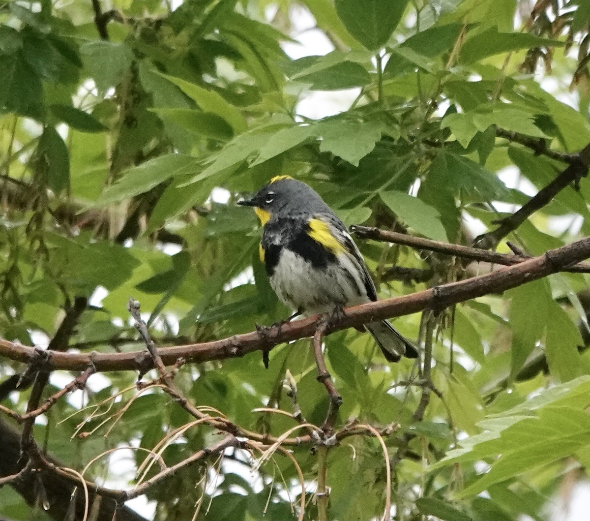 Yellow-rumped Warbler (Audubon's) - ML570406471