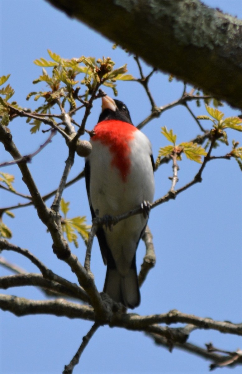 Rose-breasted Grosbeak - ML570407291