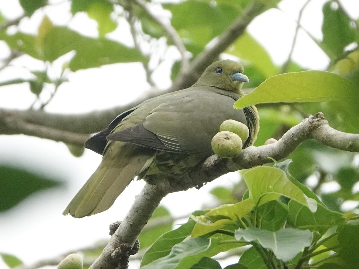 Whistling Green-Pigeon (Ryukyu) - ML570407331