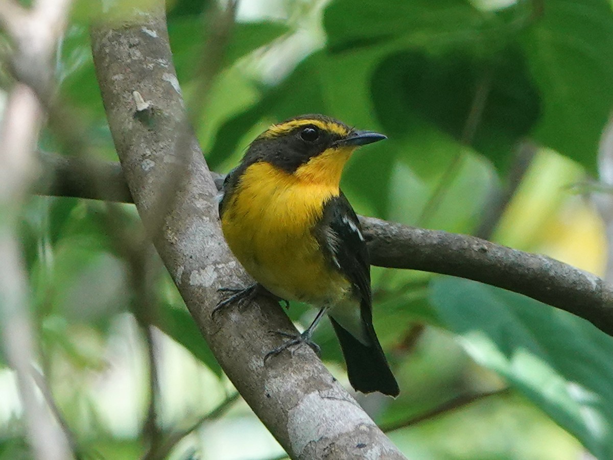 Ryukyu Flycatcher - ML570407641