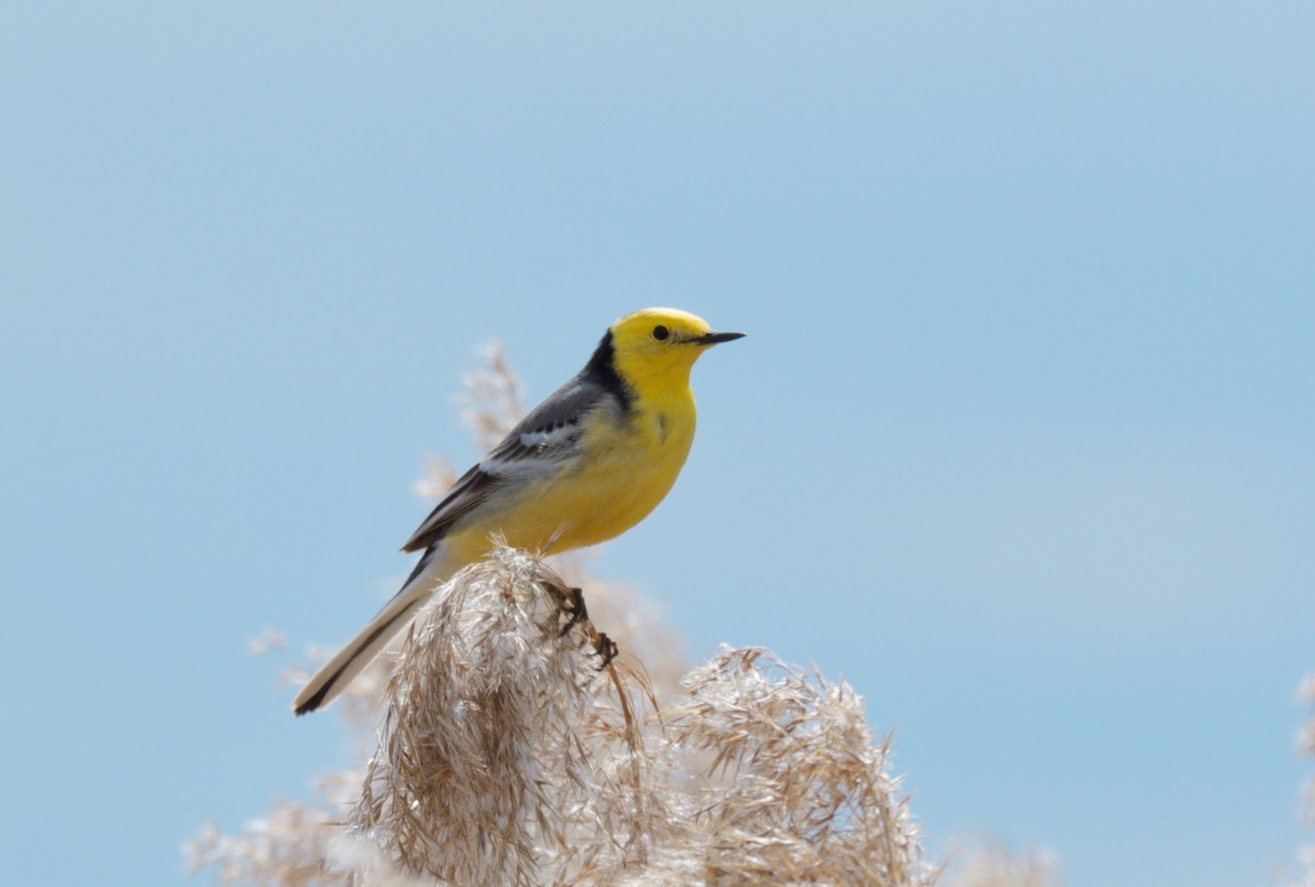 Citrine Wagtail - ML570407831