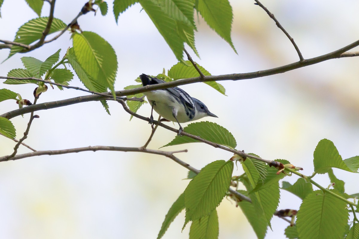 Cerulean Warbler - ML570408421