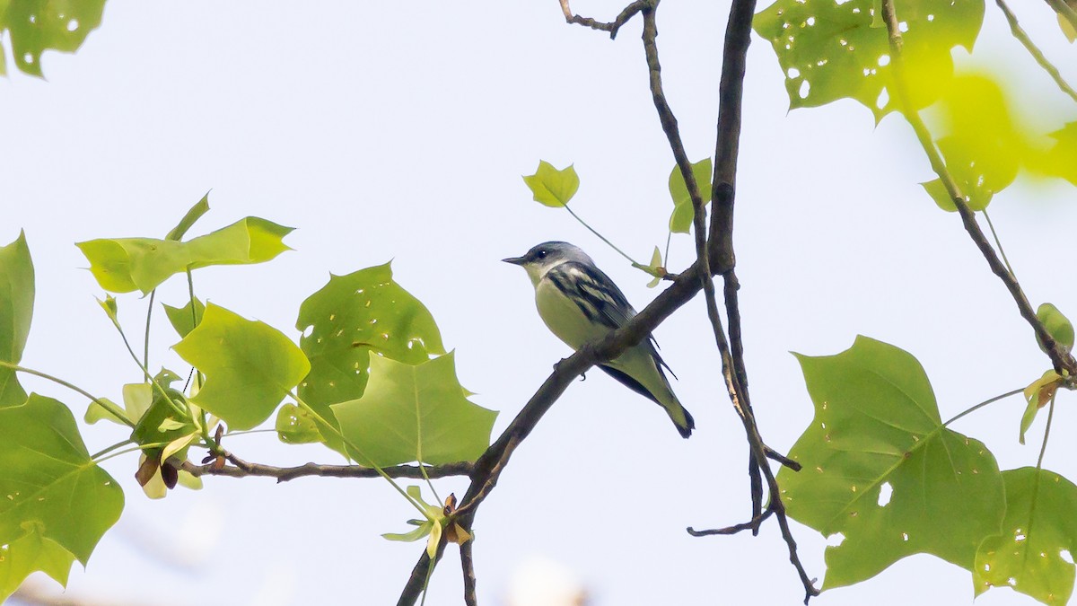 Cerulean Warbler - ML570408431