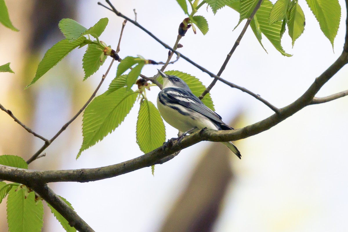 Cerulean Warbler - ML570408441