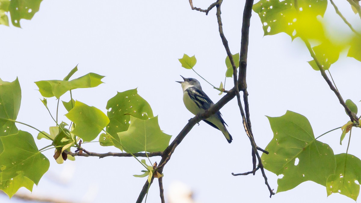 Cerulean Warbler - ML570408451