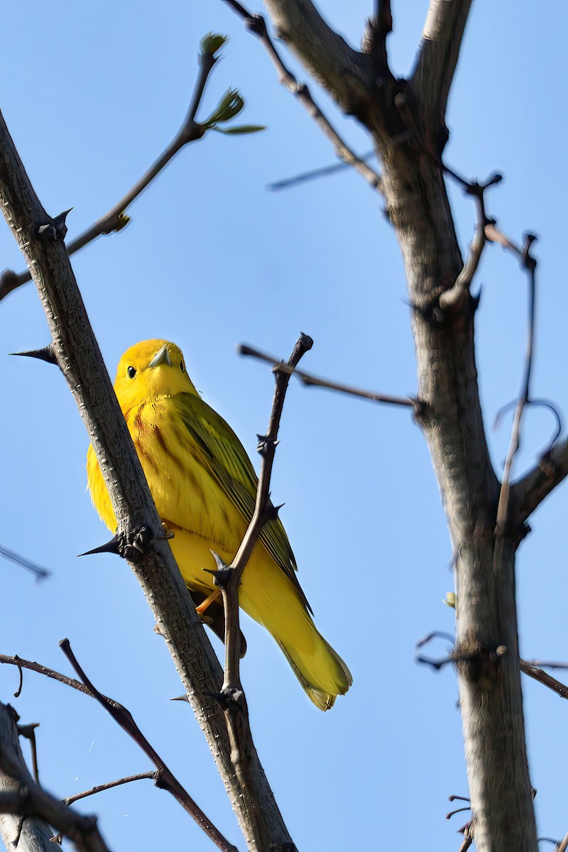 Yellow Warbler (Northern) - ML570408781