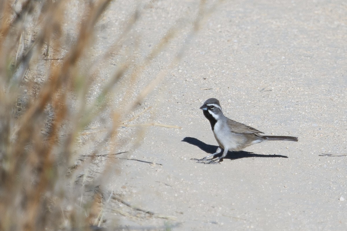 Black-throated Sparrow - Ryan Trenkamp