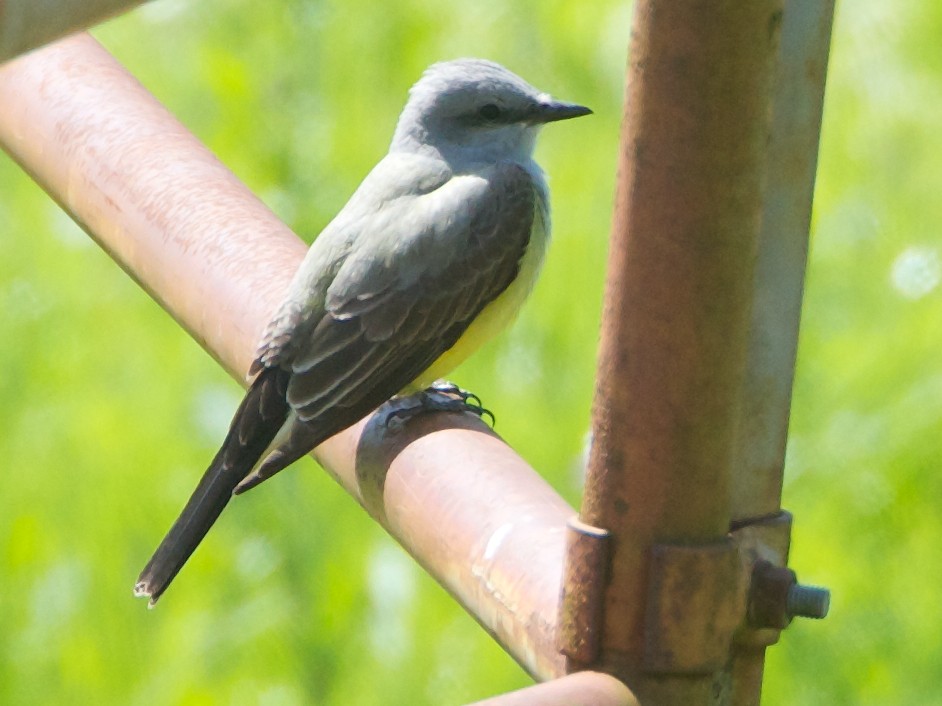 Western Kingbird - ML57040931