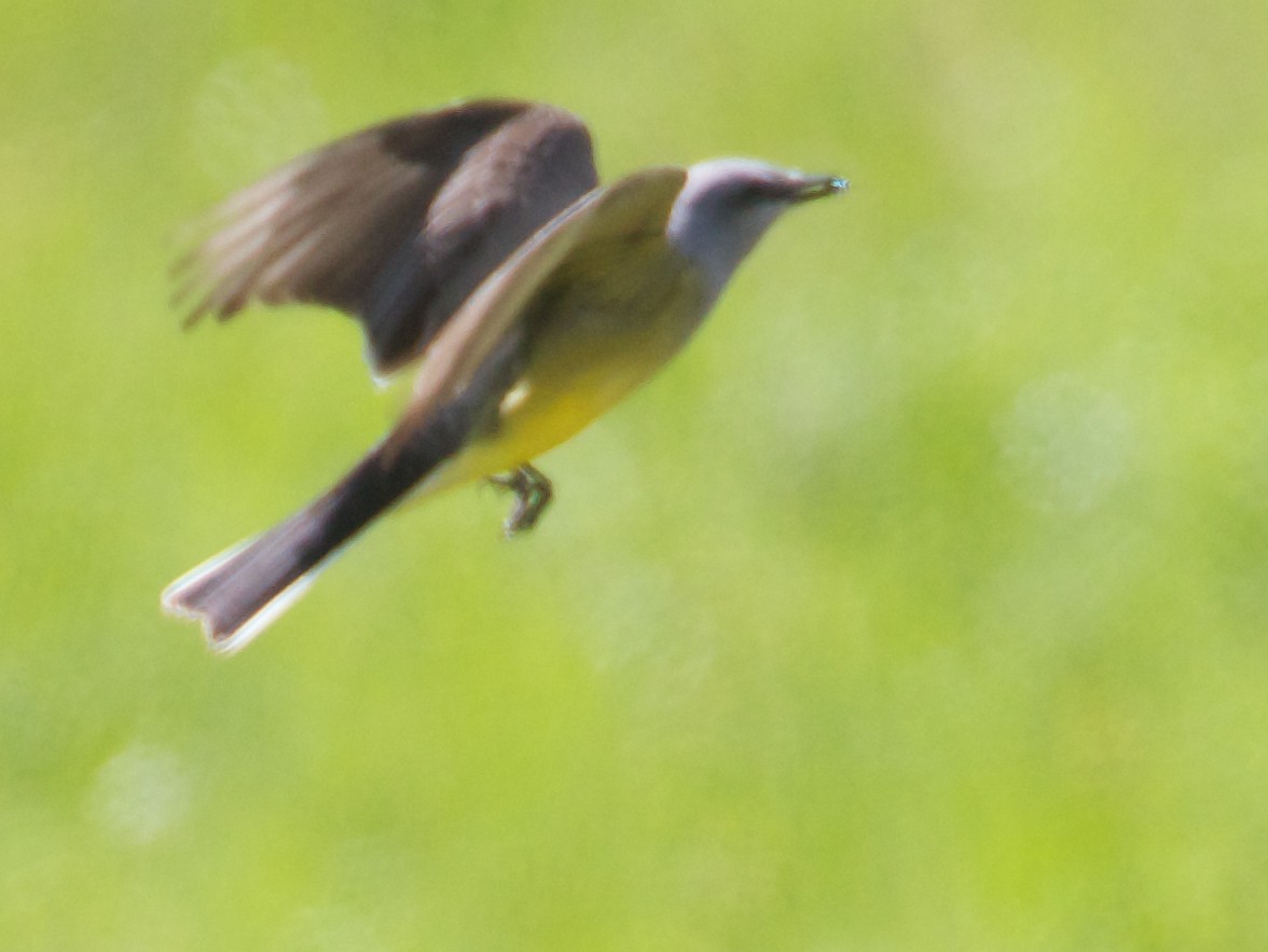 Western Kingbird - ML57040951