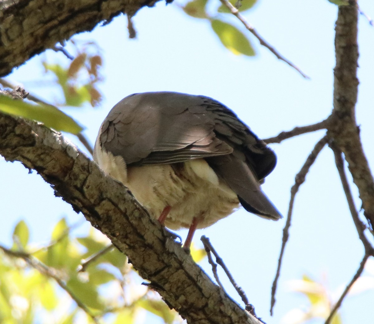 White-tipped Dove - ML570409681