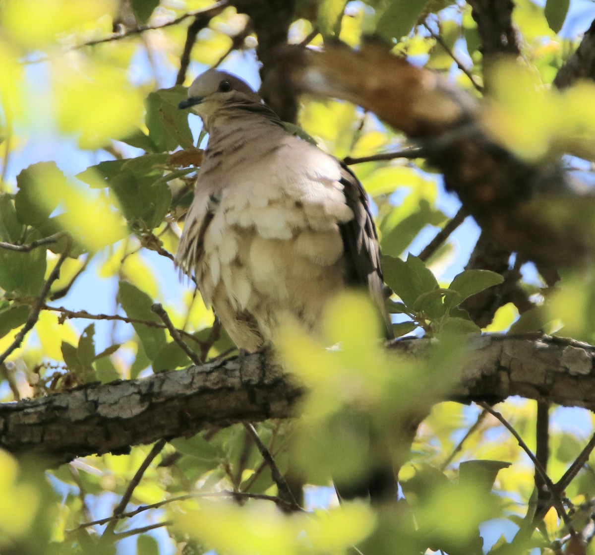 White-tipped Dove - ML570409691