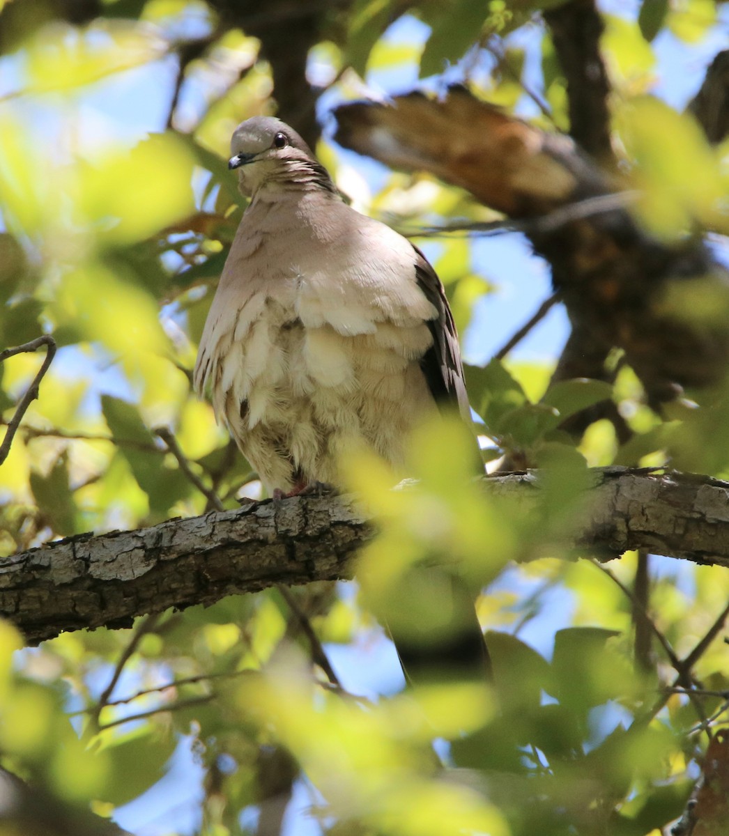 White-tipped Dove - ML570409701