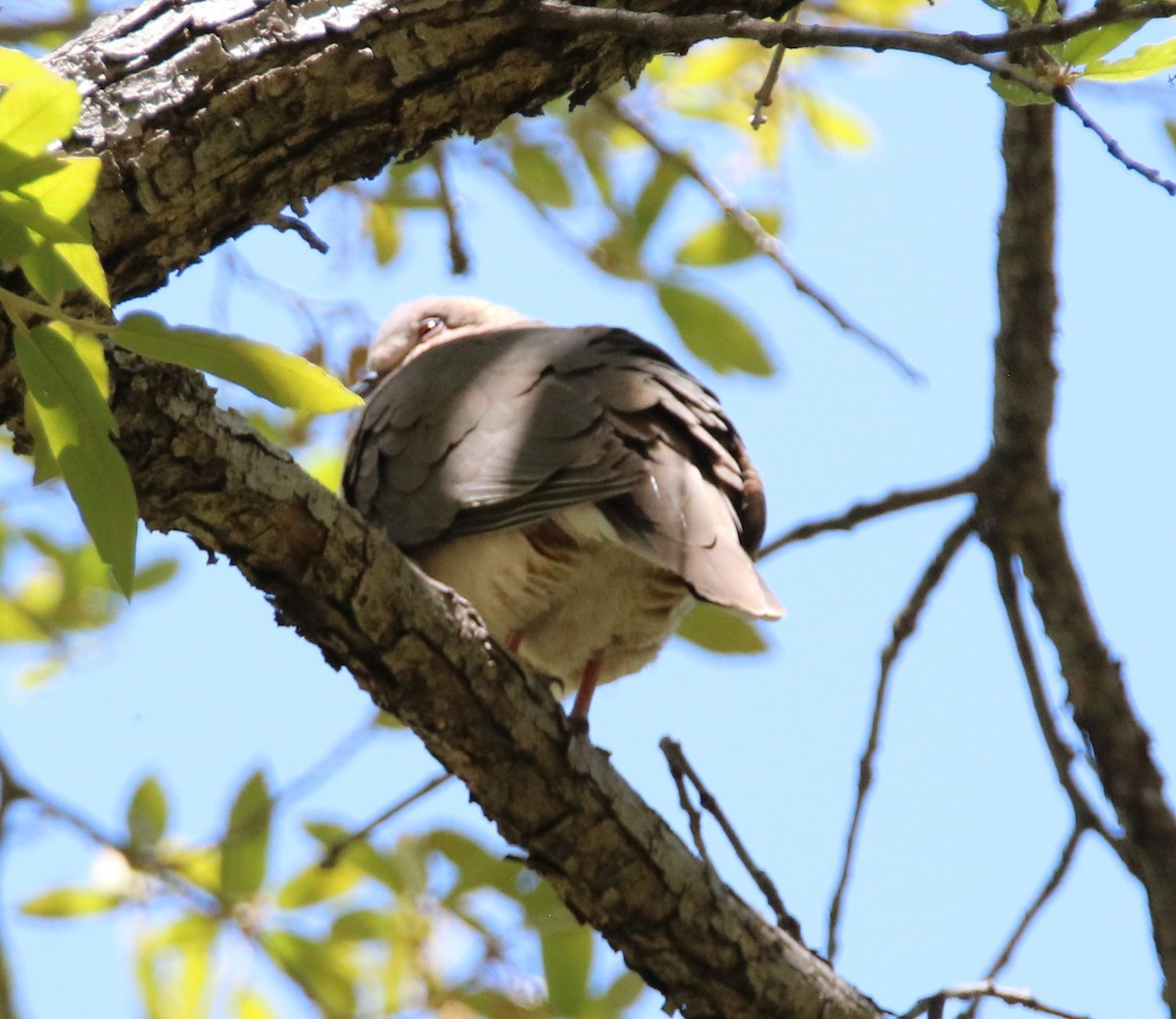 White-tipped Dove - ML570409711