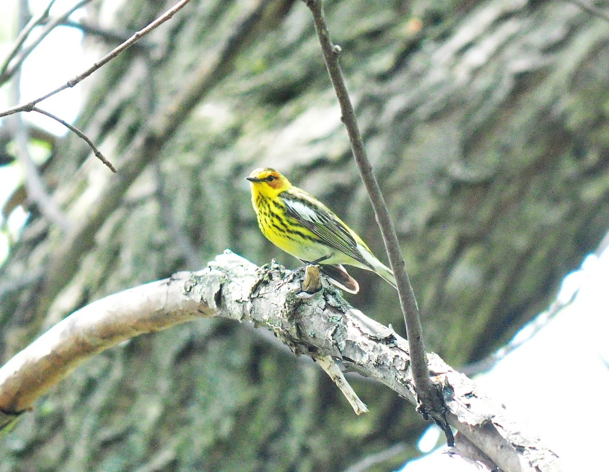 Cape May Warbler - ML570410001