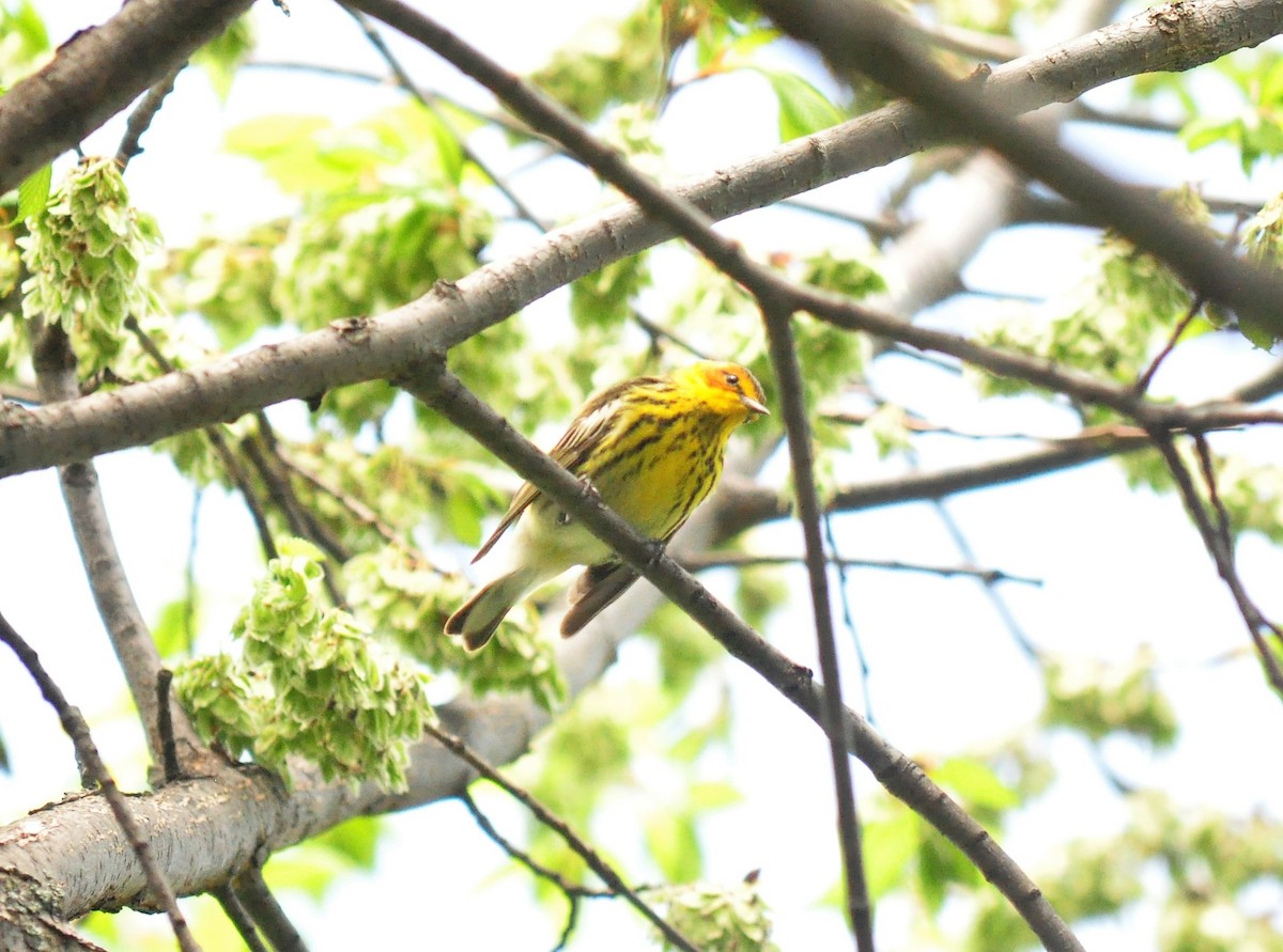 Cape May Warbler - ML570410011