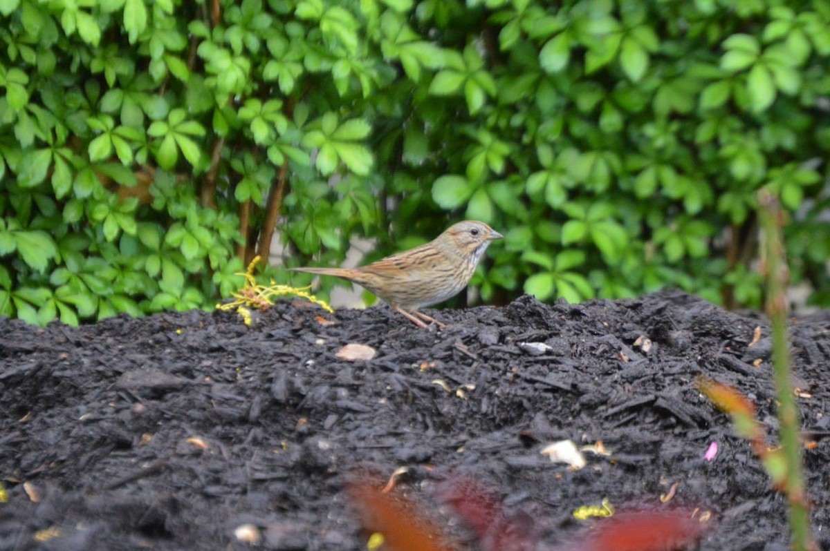 Lincoln's Sparrow - ML57041021