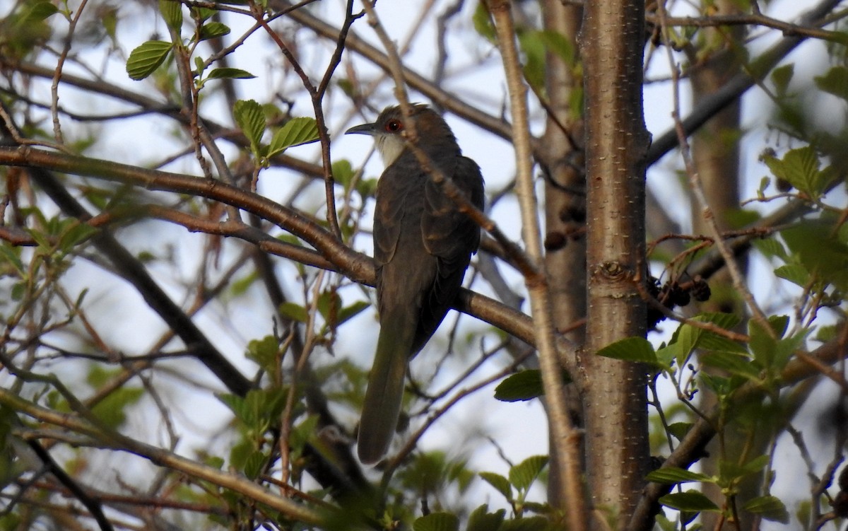 Black-billed Cuckoo - ML570410861