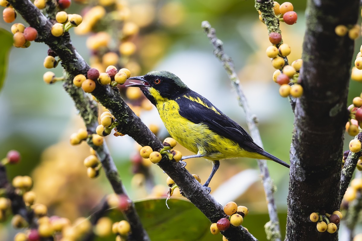 Yellow-bellied Dacnis - Stefan Hirsch