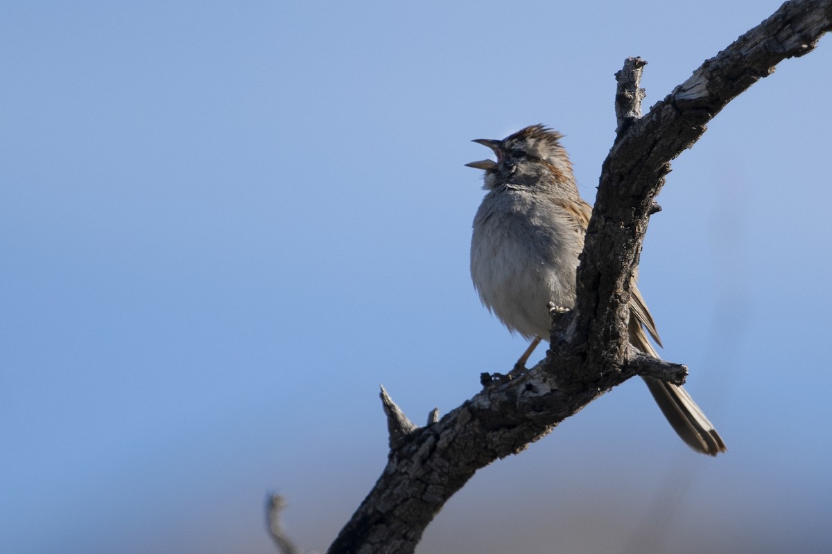 Rufous-winged Sparrow - Ryan Trenkamp