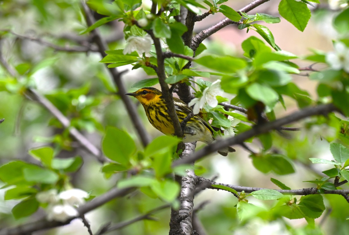 Cape May Warbler - ML570412161