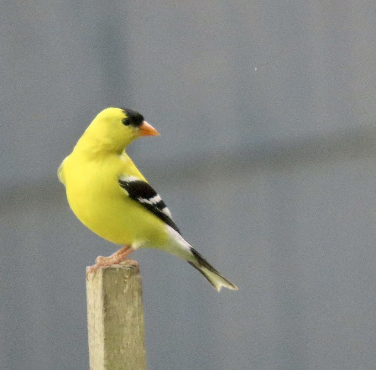 American Goldfinch - ML570413671