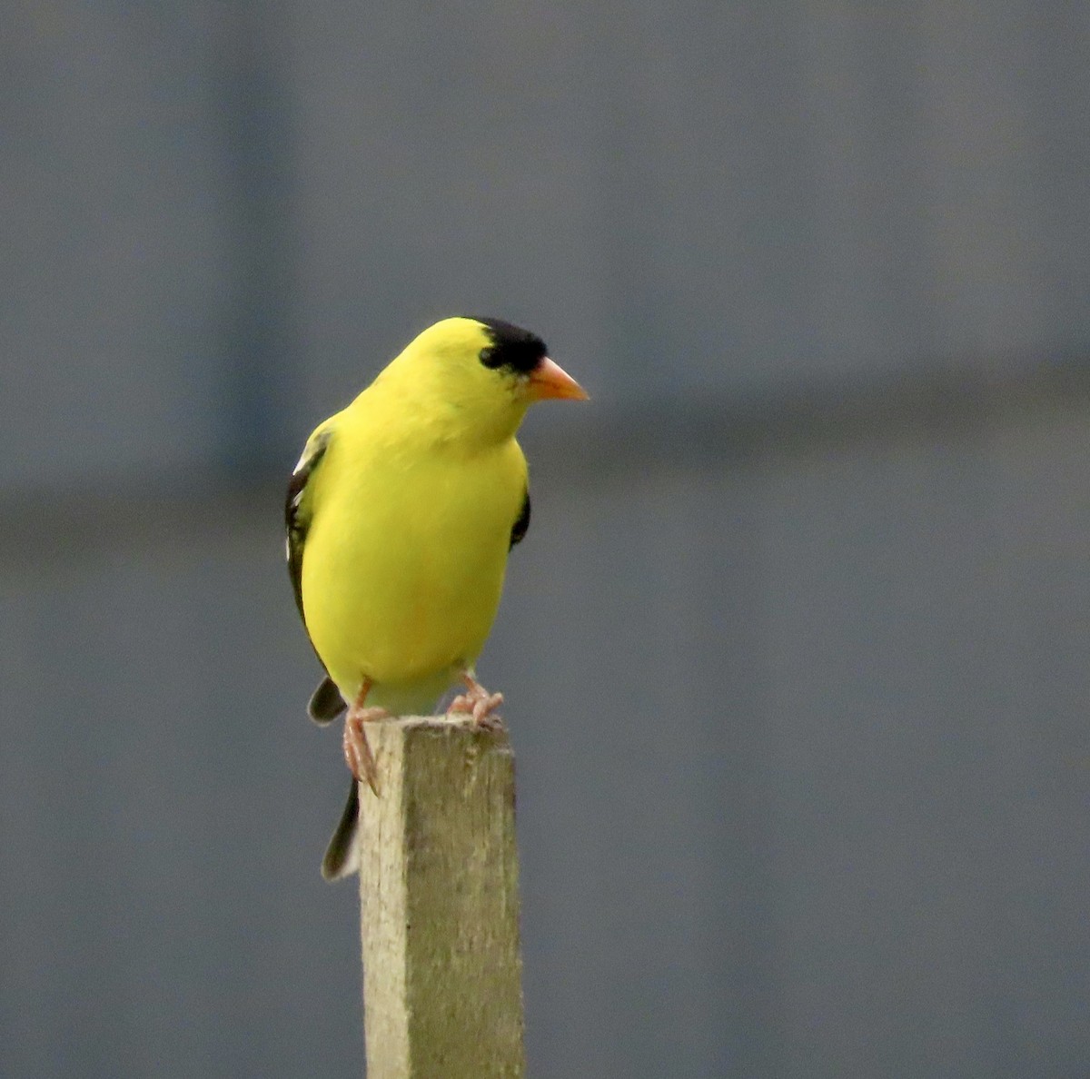 American Goldfinch - ML570413681