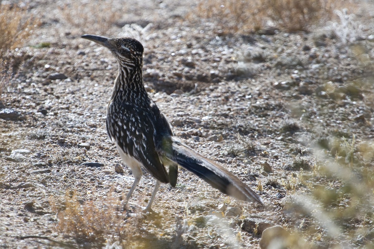 Greater Roadrunner - Ryan Trenkamp