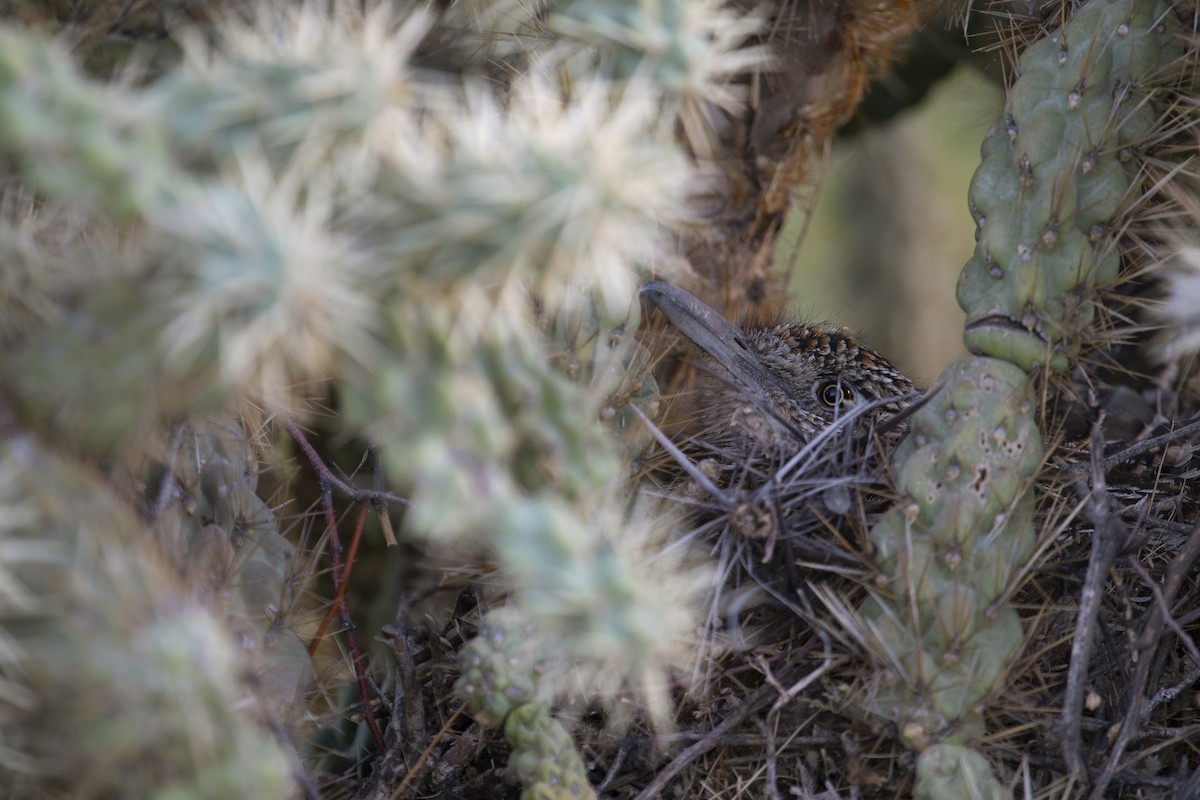 Greater Roadrunner - ML570414051