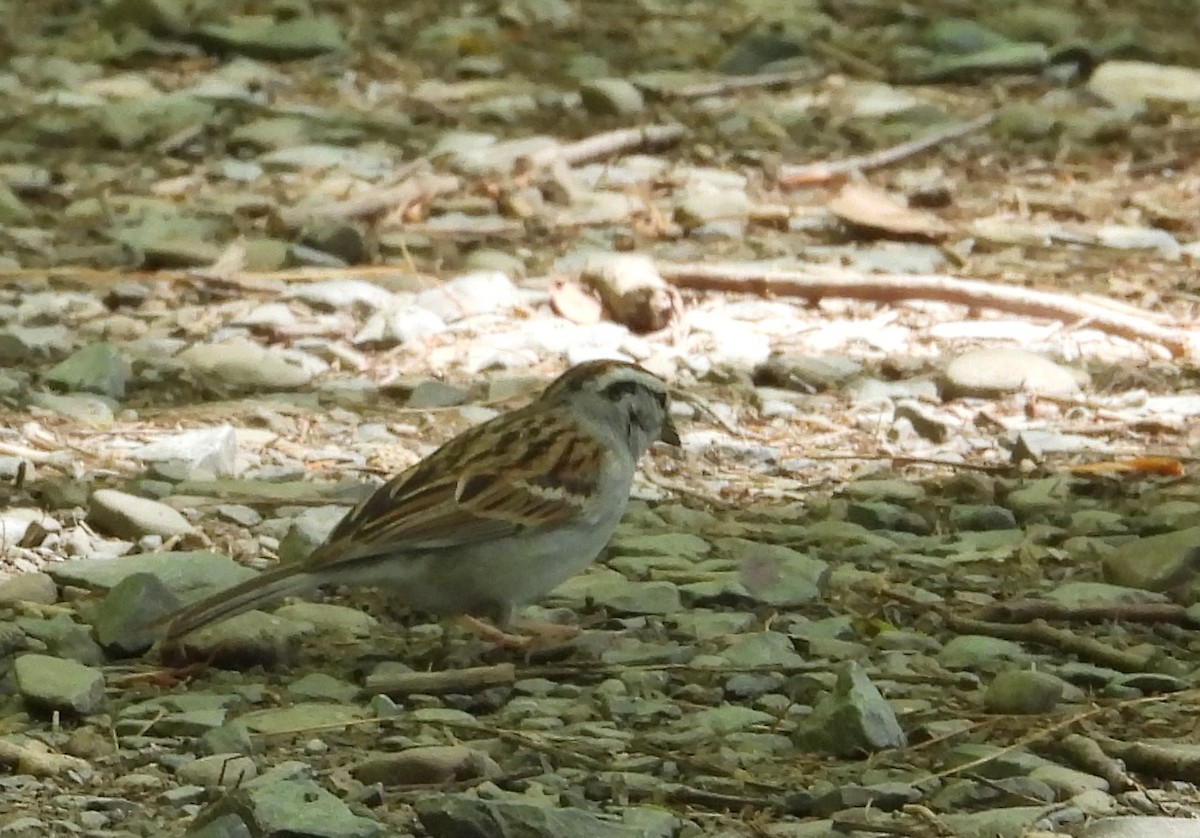 Chipping Sparrow - ML570414921