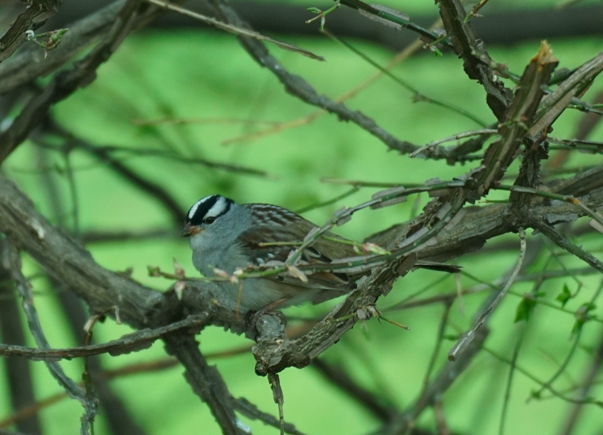 White-crowned Sparrow - ML570415731