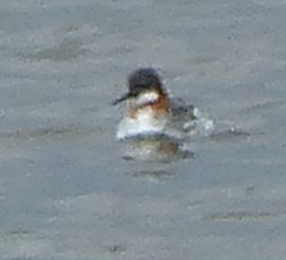 Red-necked Phalarope - ML57041591