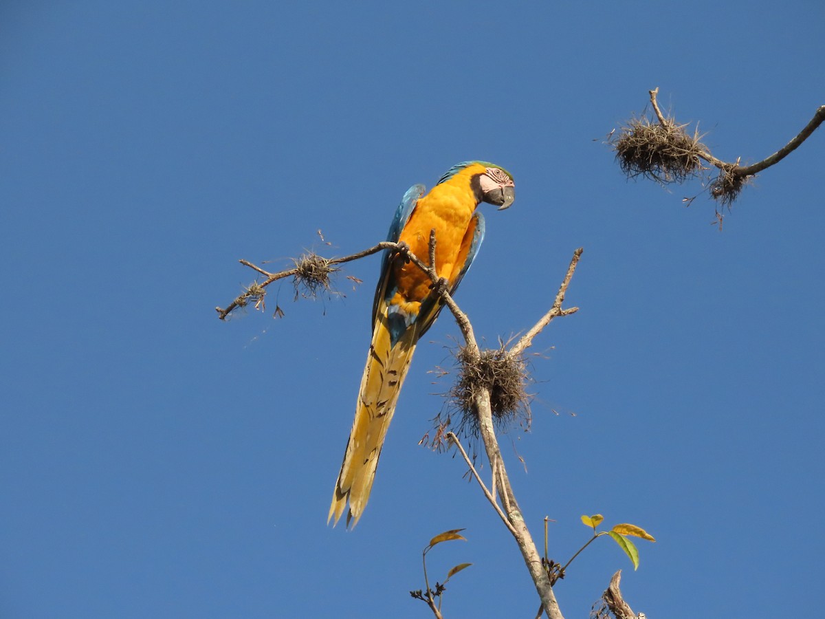 Blue-and-yellow Macaw - ML570416611