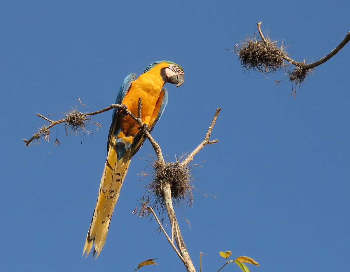 Blue-and-yellow Macaw - ML570416621