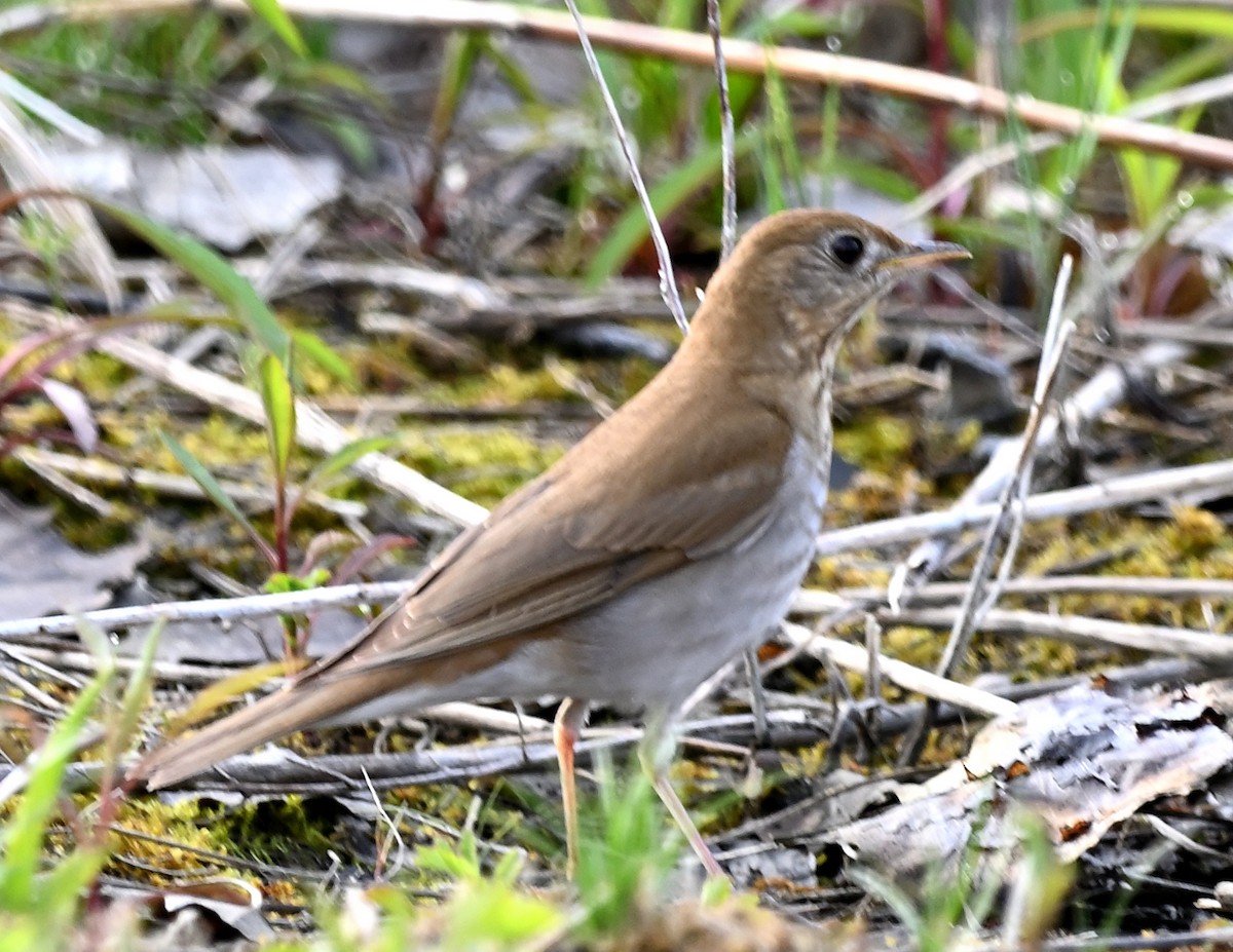 Veery - ML570417311