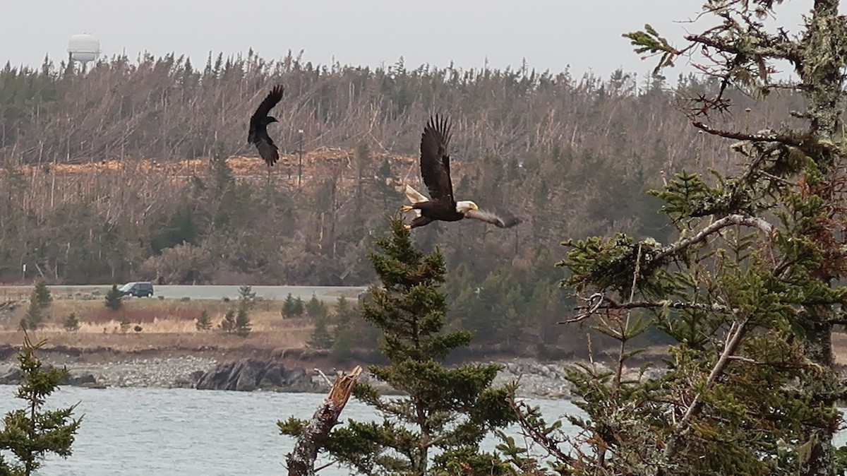 Bald Eagle - ML570418441