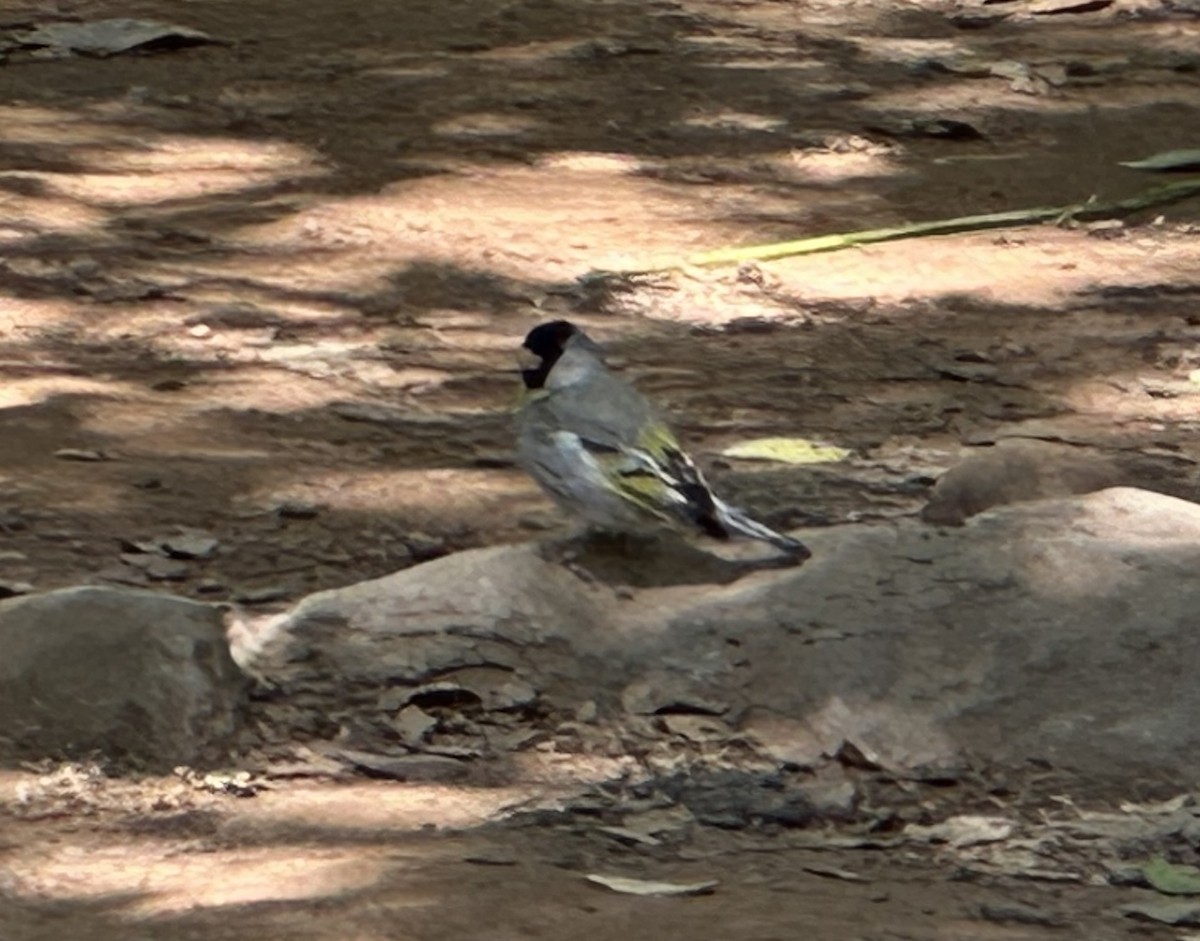 Lawrence's Goldfinch - ML570419091