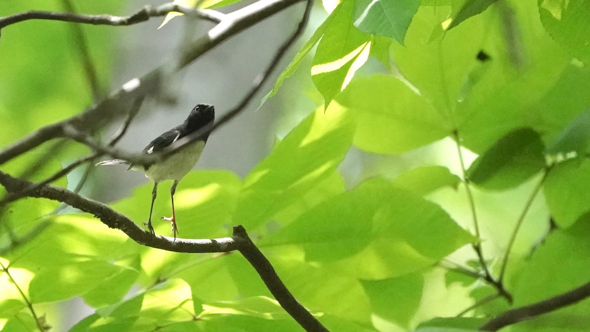 Black-throated Blue Warbler - Indira Thirkannad