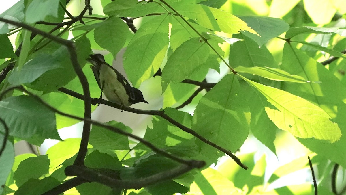 Black-throated Blue Warbler - Indira Thirkannad